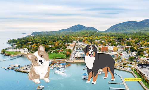 Dog-Friendly Vacation Destinations in Bar Harbor, Maine